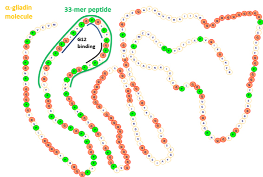 Representation of gluten: the alpha-gliadin molecule's sequence of amino acids