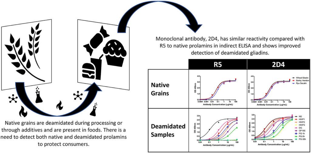 Graphical interpretation of the linked study, Dual detection of native and deamidated gluten residues using the novel monoclonal antibody, 2D4