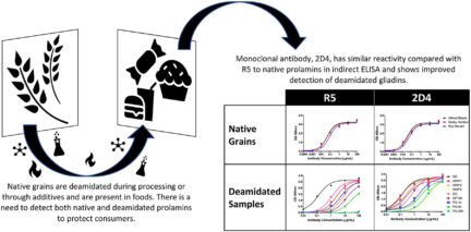 Graphical interpretation of the linked study, Dual detection of native and deamidated gluten residues using the novel monoclonal antibody, 2D4